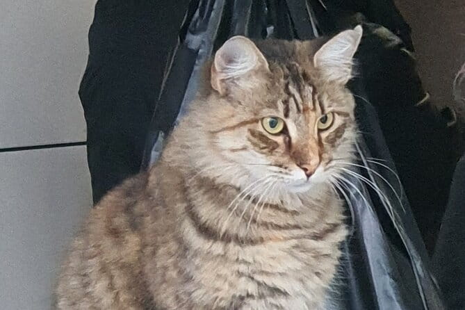 Istanbul Tour with Local Expert - A Deep Dive Into the Experience