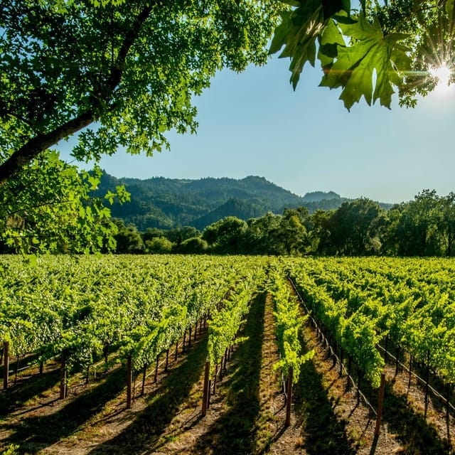 Itria valley: Wine and Olive Oil Tour and Tasting - The Heart of the Experience: What to Expect