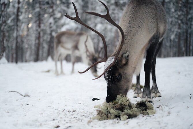 Ivalo: Aurora Hunting with Reindeer - Who Will Love This Tour?