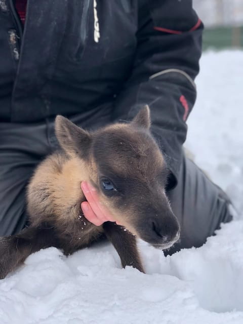 Ivalo: Magical Moments at the Reindeer Farm - Key points / Takeaways