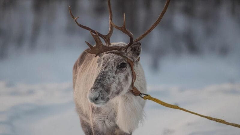 Ivalo: Magical Moments at the Reindeer Farm - Practical details: Duration, price, and what’s included