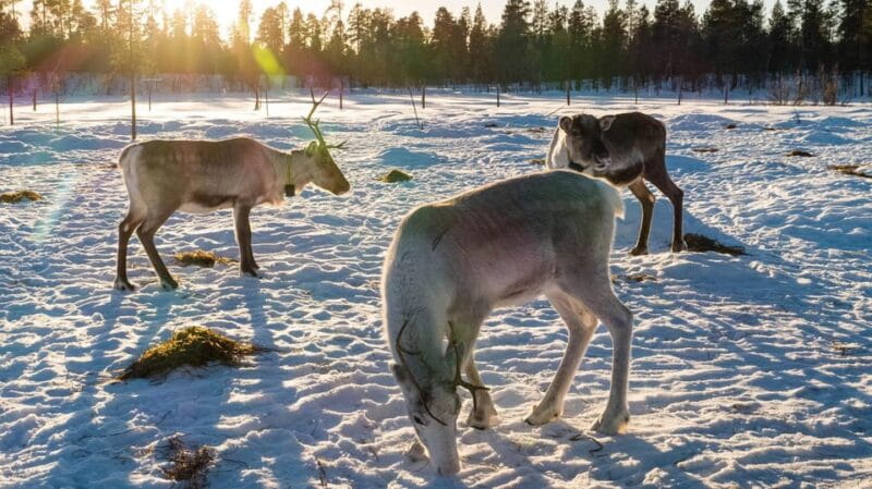 Ivalo: Magical Moments at the Reindeer Farm - Who will love this tour?