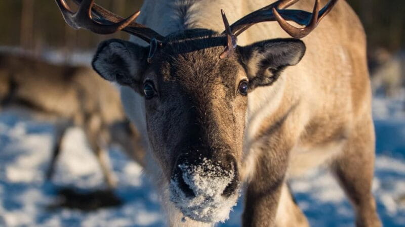 Ivalo: Northern Lights and Reindeer Farm Experience - A Cozy Lapland Evening: Reindeer, Stories, and Northern Lights