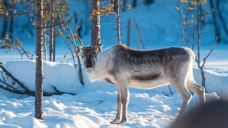 Ivalo: Northern Lights and Reindeer Farm Experience - Key Points and Takeaways