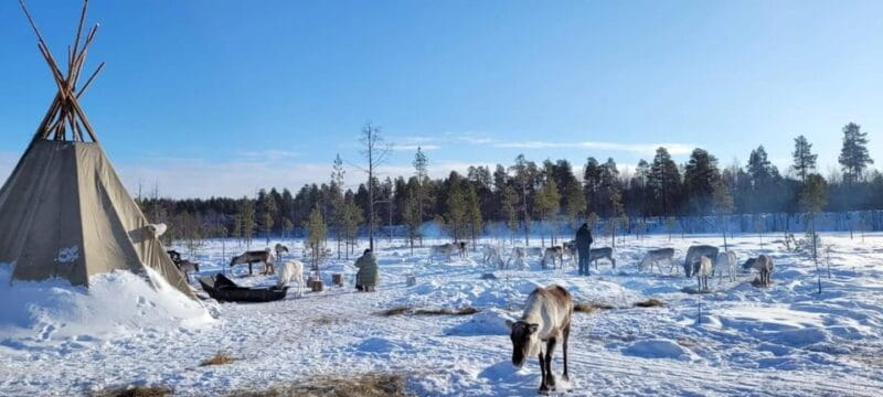 Ivalo: Northern Lights and Reindeer Farm Experience - Overall Impressions: Is It Worth It?