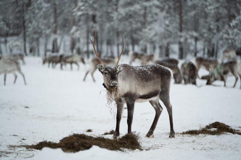 Ivalo: Reindeer Herders and Winter Fishing with Lunch - The Sum Up: Is It Worth It?