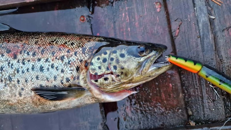 Ivalo: Summer Evening on a Lake in the Wild - Quiet Cruising on Finland’s Lake: A Perfect Introduction to Lapland’s Natural Beauty