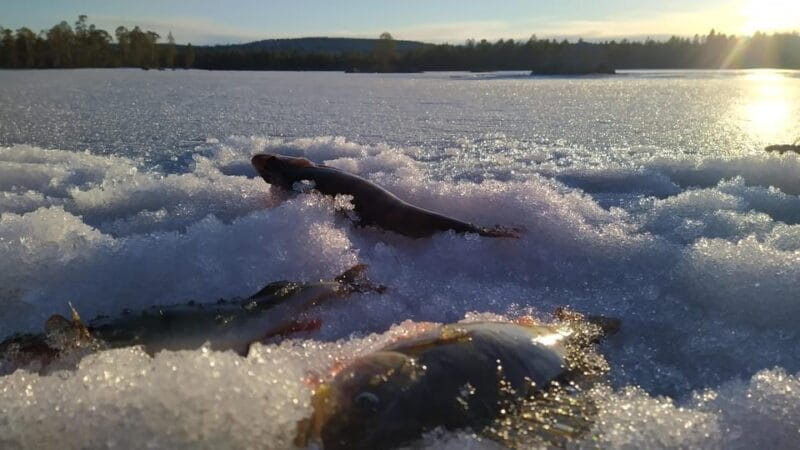 Ivalo:Sleighride Tour and Fishing on a Lake in the Wild - Price and Value Analysis