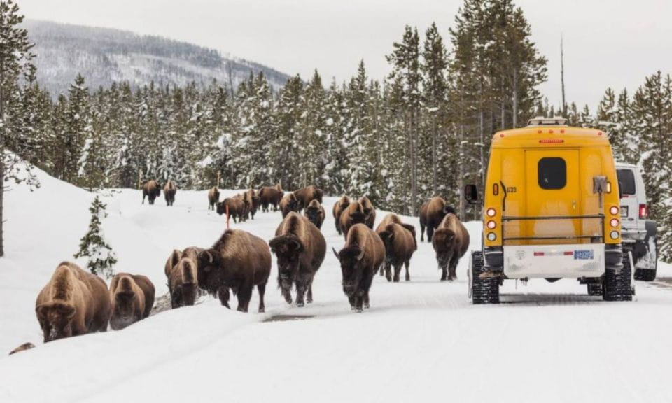 Jackson: 4-Day Grand Teton & Yellowstone Winter Tour - Highlights of the Adventure
