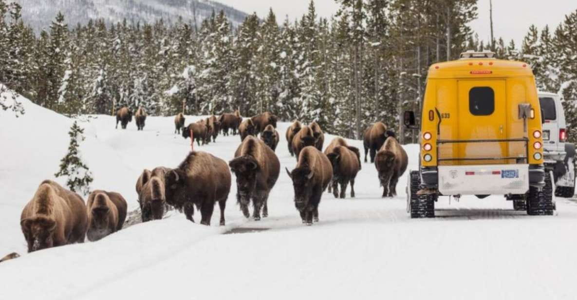 Jackson: 4-Day Grand Teton & Yellowstone Winter Tour - Itinerary Day-by-Day