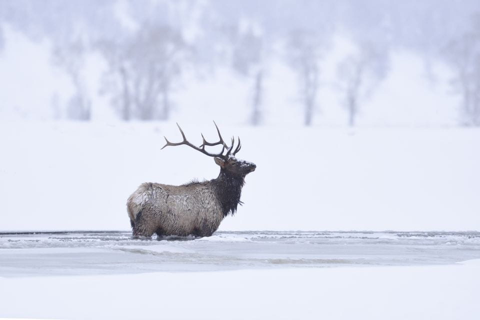 Jackson: 4-Day Grand Teton & Yellowstone Winter Tour - Included in the Tour
