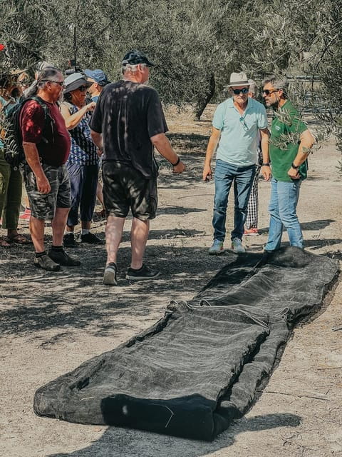 Jaén: Guided Olive Grove Tour - Exploring the Heart of Andalusia: A Guided Olive Grove Tour in Jaén