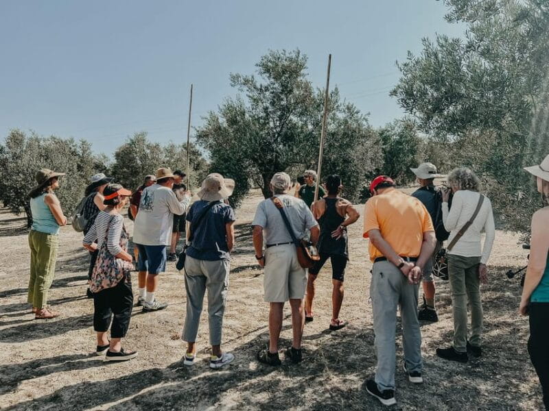 Jaén: Guided Olive Grove Tour - Introduction to the Tour: A Closer Look