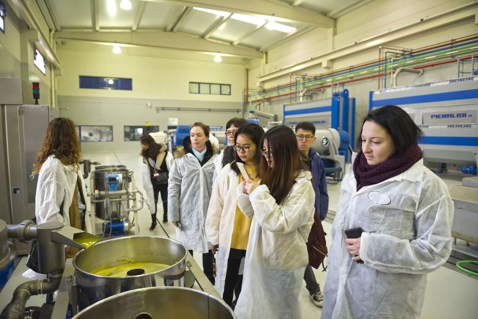 Jaén: Olive Mill Tour and Olive Oil Tasting Experience - Key Points