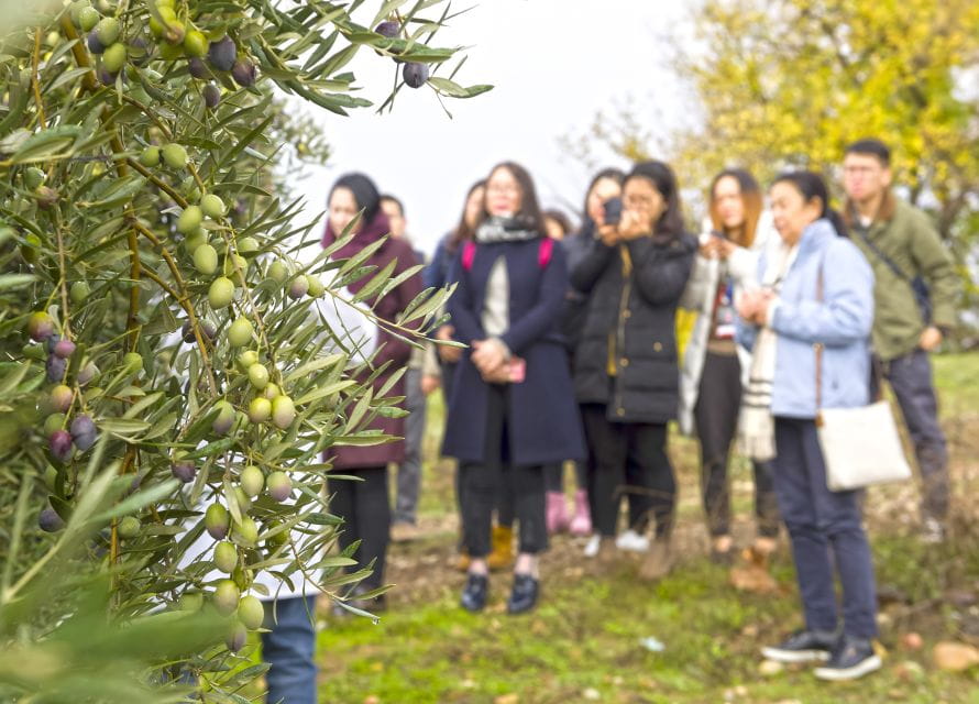 Jaén: Olive Mill Tour and Olive Oil Tasting Experience - Tips for a Great Visit