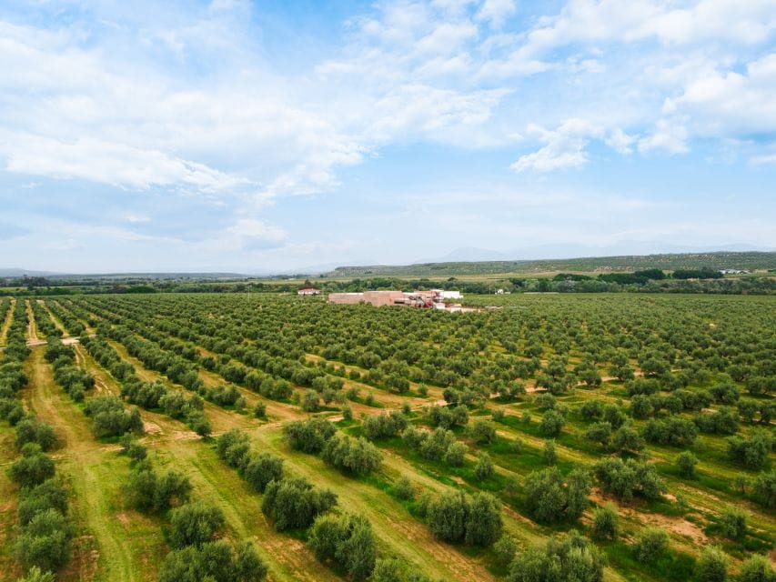 Jaen: Olive Oil Tour With the 5 Senses, Grove and Tasting - Key Points