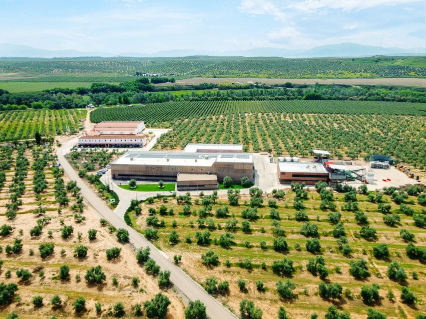 Jaen: Olive Oil Tour With the 5 Senses, Grove and Tasting - Customer Reviews and Feedback