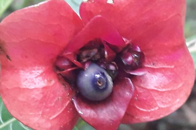 Jamaica Blue Mountain Guided Nature Tour - Inclusions and Exclusions