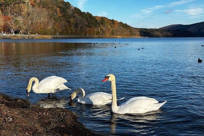 Japan 5 Days Private Tours All Included at Tokyo Osaka Kyoto Nara - Key Points