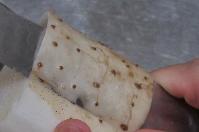 Japanese Cuisine Cooking Class in Kyoto - What to Expect During the Class