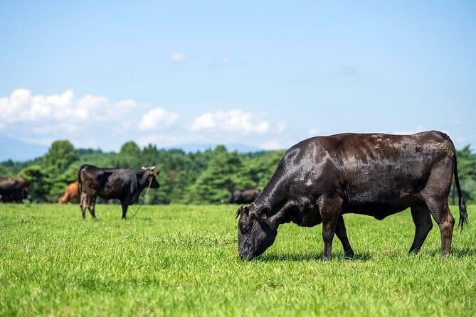 Japanese Local Life Experience - Appreciating the Natural Wonders