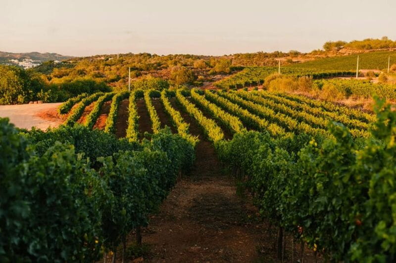 Jeep Safari with Winery Visit & Wine Tasting included - Exploring the Algarve’s Countryside in a 4x4