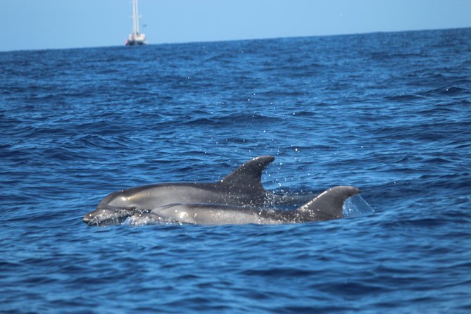 Jet Ski Excursion (1H or 2H) in South Tenerife - Scenic South Tenerife Route