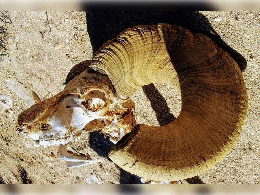 Joshua Tree: Half-Day Private Hike of the National Park - Encountering the Deserts Fascinating Wildlife