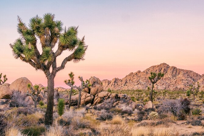 Joshua Tree National Park Self-Driving Audio Tour - Engaging Storytelling and History