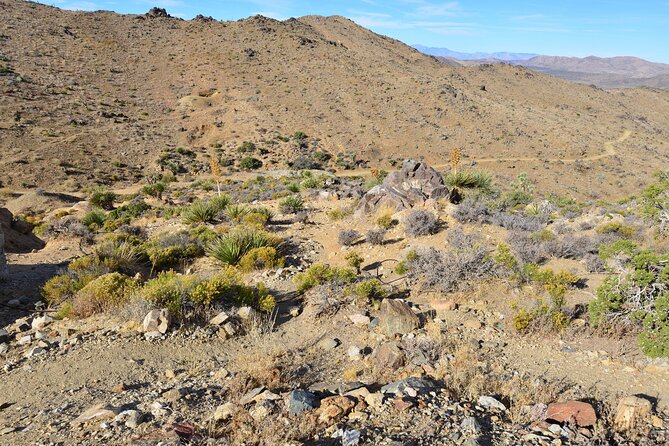 Joshua Tree National Park Self-Driving Audio Tour - Affordable Pricing and Accessibility