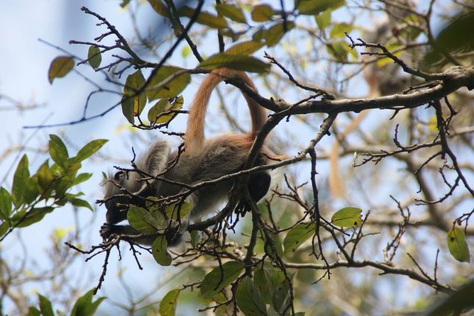 Jozani Forest Tour + Spice Tour - Tour Experience and Feedback