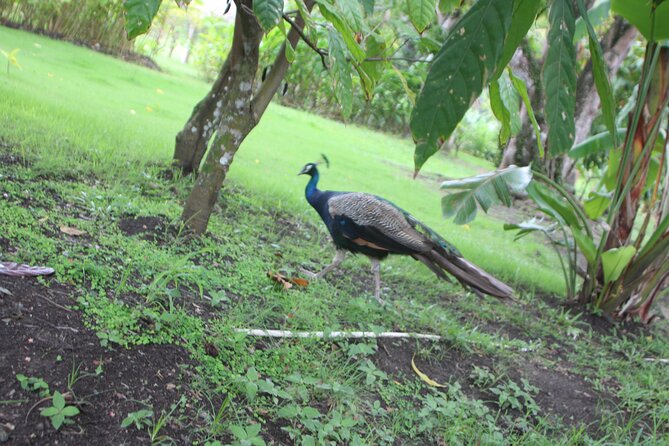 Jungle Safari Excursion - Pricing and Cancellation Policy