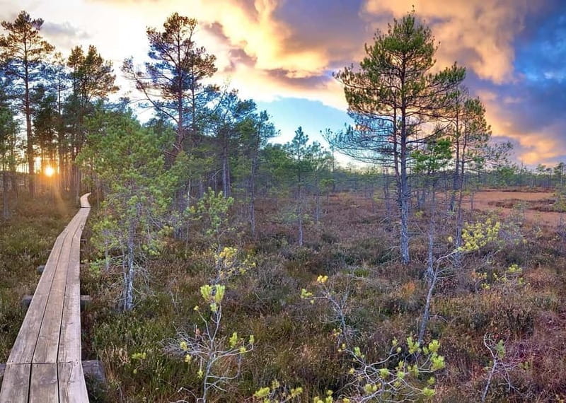 Jurmala,Kuldiga,Ragaciems Beach, Kemeri N park, Food & Drink - Who Will Love This Tour?