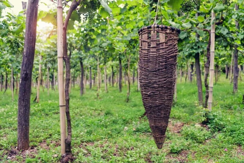 Kakheti Wine Tour - Explore the Art of Kvevri Winemaking - FAQ