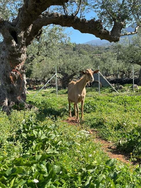 Kalamata: Farm-to-Table Experience with Cooking - A Genuine Taste of Greece: Farm-to-Table in Kalamata
