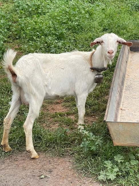 Kalamata: Farm-to-Table Experience with Cooking - Key points / Takeaways