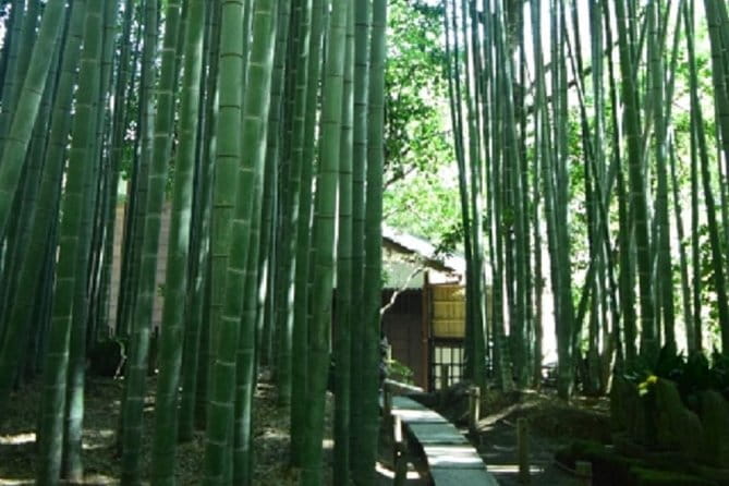 Kamakura Bamboo Forest and Great Buddha Private Tour - Cultural Immersion and Interactions