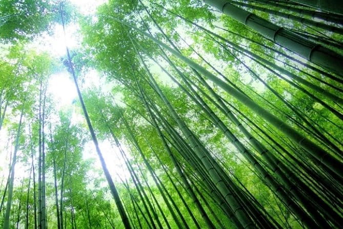 Kamakura Bamboo Forest and Great Buddha Private Tour - Booking and Logistics
