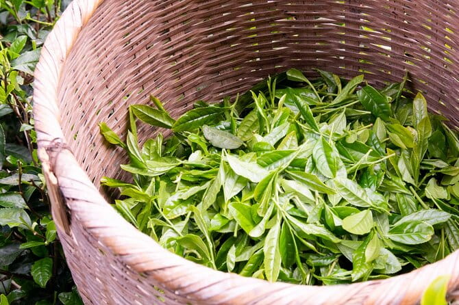 Kamakura Private Guided Tour With Traditional Experiences - Meeting and Pickup