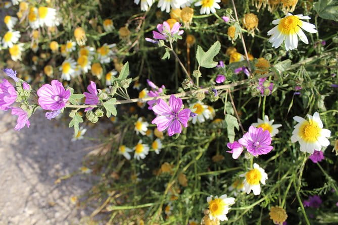 Karpathos Pini to Stes Mountain Village Guided Hike - The Route and What to Expect: An In-Depth Look