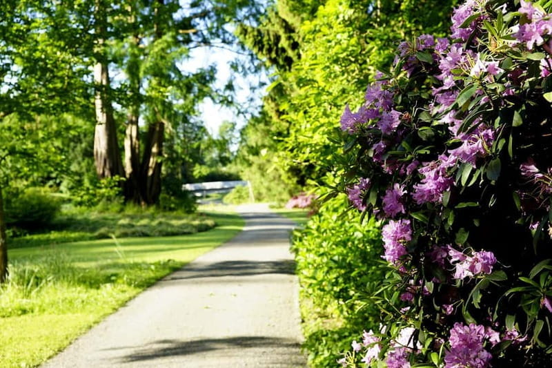 Kassel: Flowers, baroque and art - a walk from the island to the city - Key Points / Takeaways