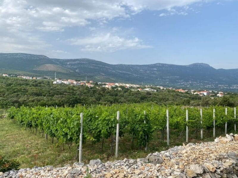 Kastela: Wine & Olive Tasting Tour w/Delicacies & Live Music - Key points / Takeaways