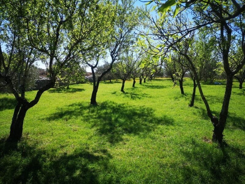 Kastela: Wine & Olive Tasting Tour w/Delicacies & Live Music - Getting to the Heart of the Tour: A Full Breakdown