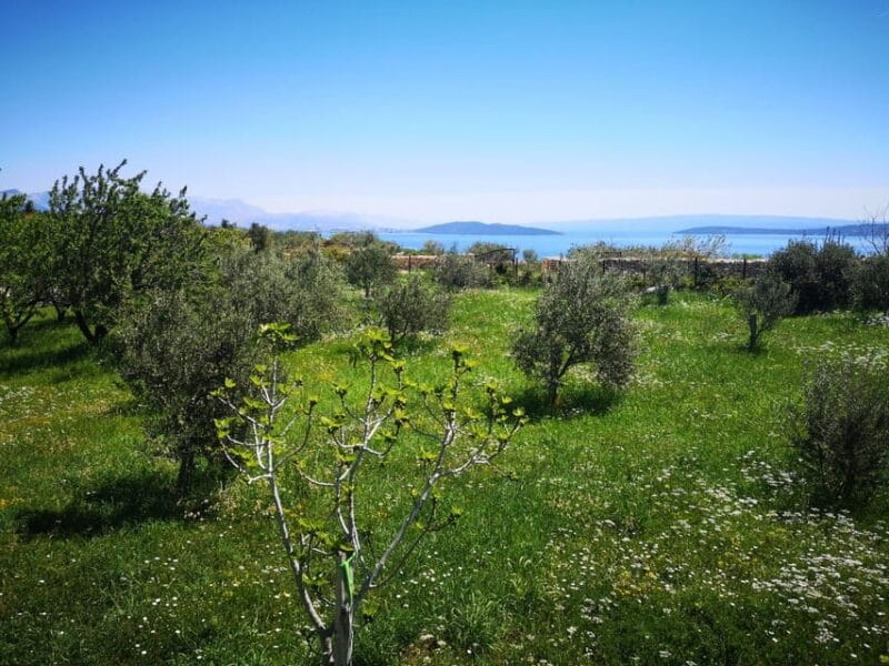 Kastela: Wine & Olive Tasting Tour w/Delicacies & Live Music - Price and Logistics: Analyzing the Value