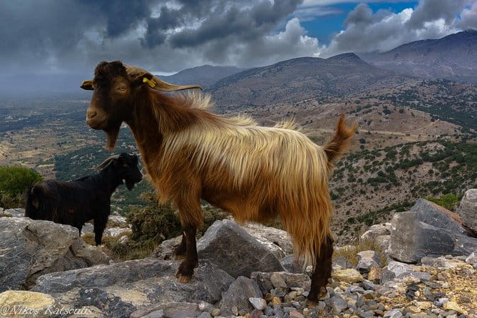 Katharo Route Tour from Agios Nikolaos - Who Is This Tour Best For?