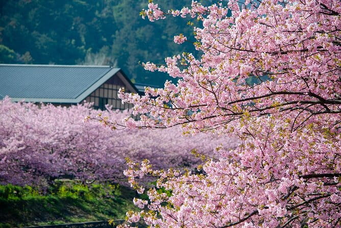 Kawazu Cherry Blossom Sightseeing Tour - Additional Information