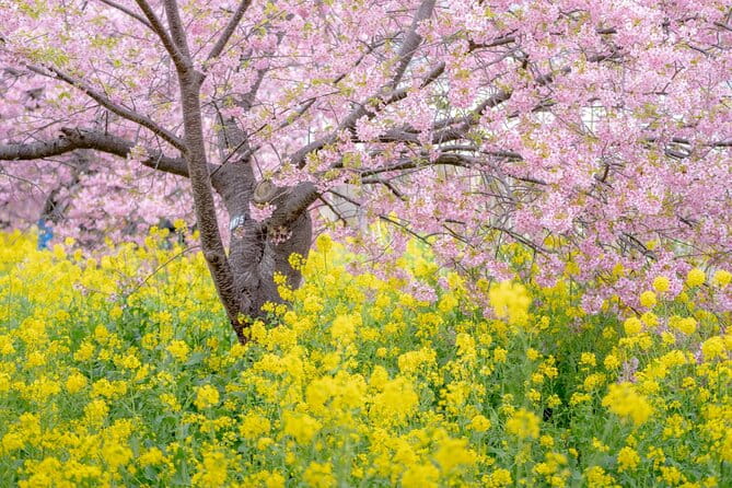 Kawazu Cherry Blossom Sightseeing Tour - Cancellation and Payment