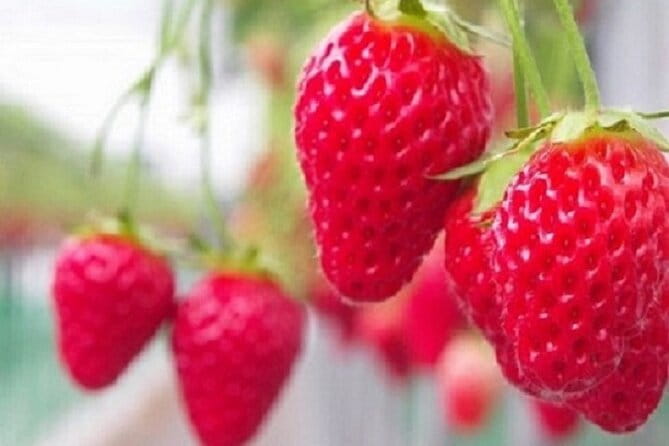 Kawazu-zakura Cherry Blossom Festival & Fruit Picking - Whats Included