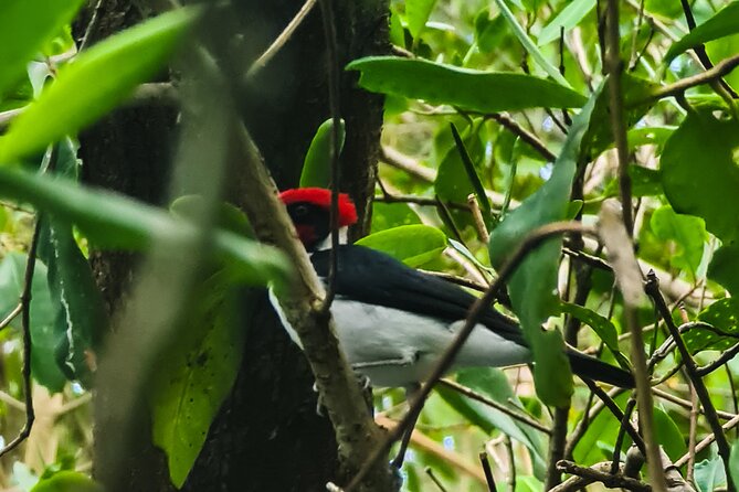 Kayak Adventure in the Second Largest Swamp of Trinidad and Tobago - Guides Expertise and Professionalism
