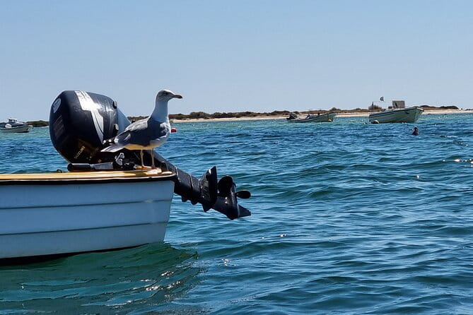 Kayak Rental in Praia dos Cavacos - Who This Experience Is Best For